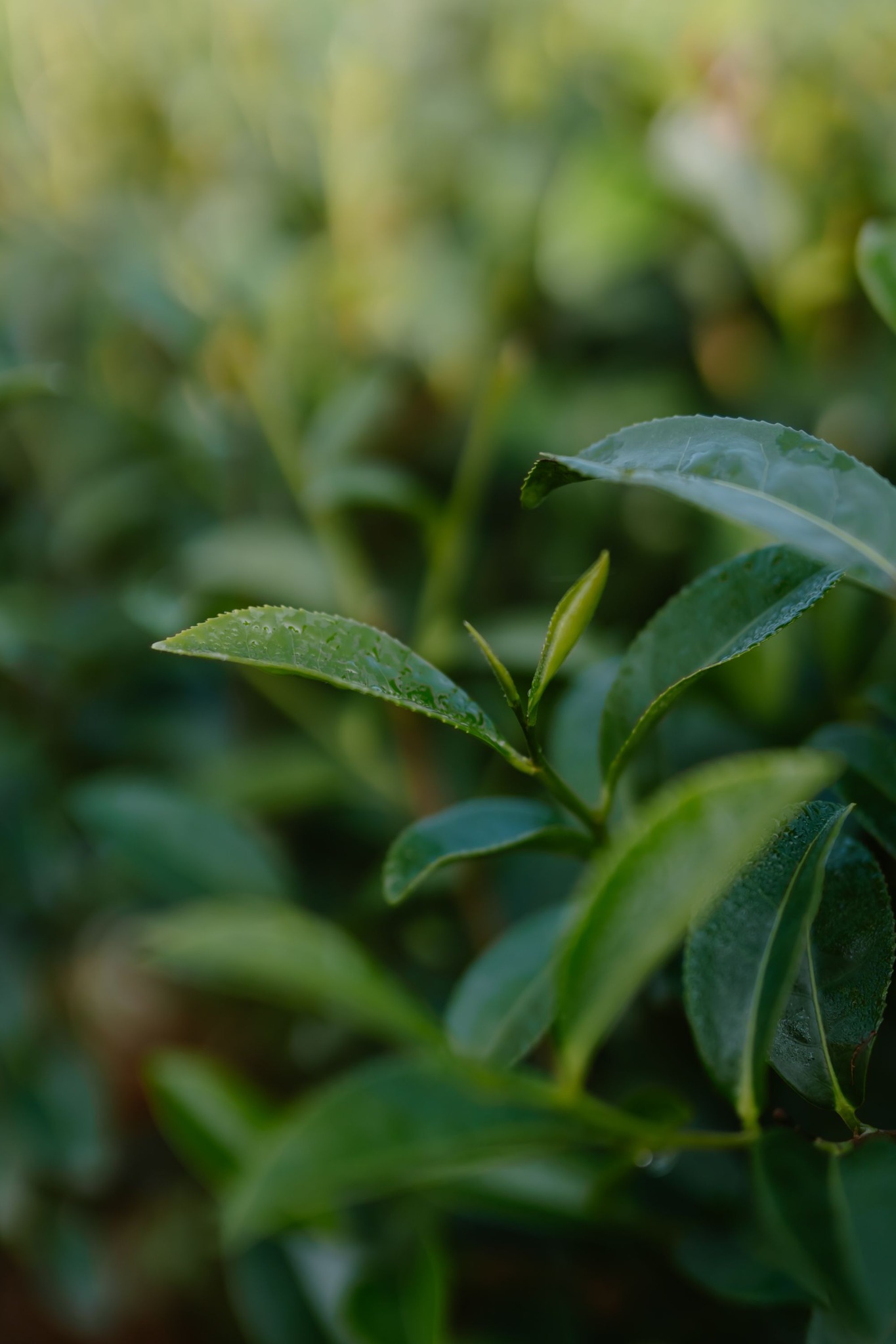 PhÂn LoẠi HÌnh DẠng CÂy TrÀ Theo KÍch ThƯỚc