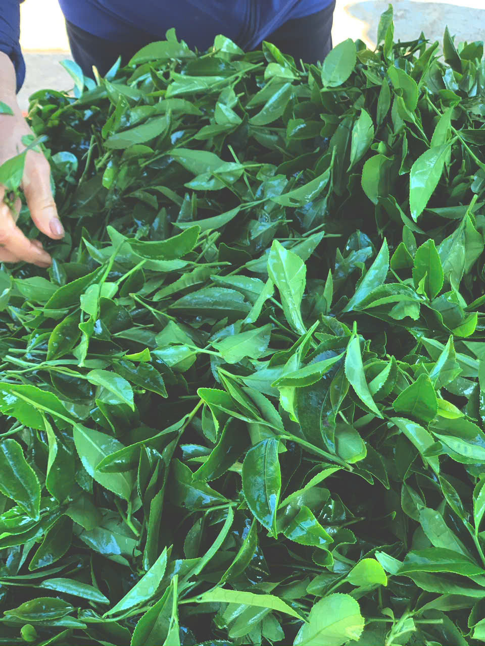 PhÂn LoẠi HÌnh DẠng CÂy TrÀ Theo KÍch ThƯỚc