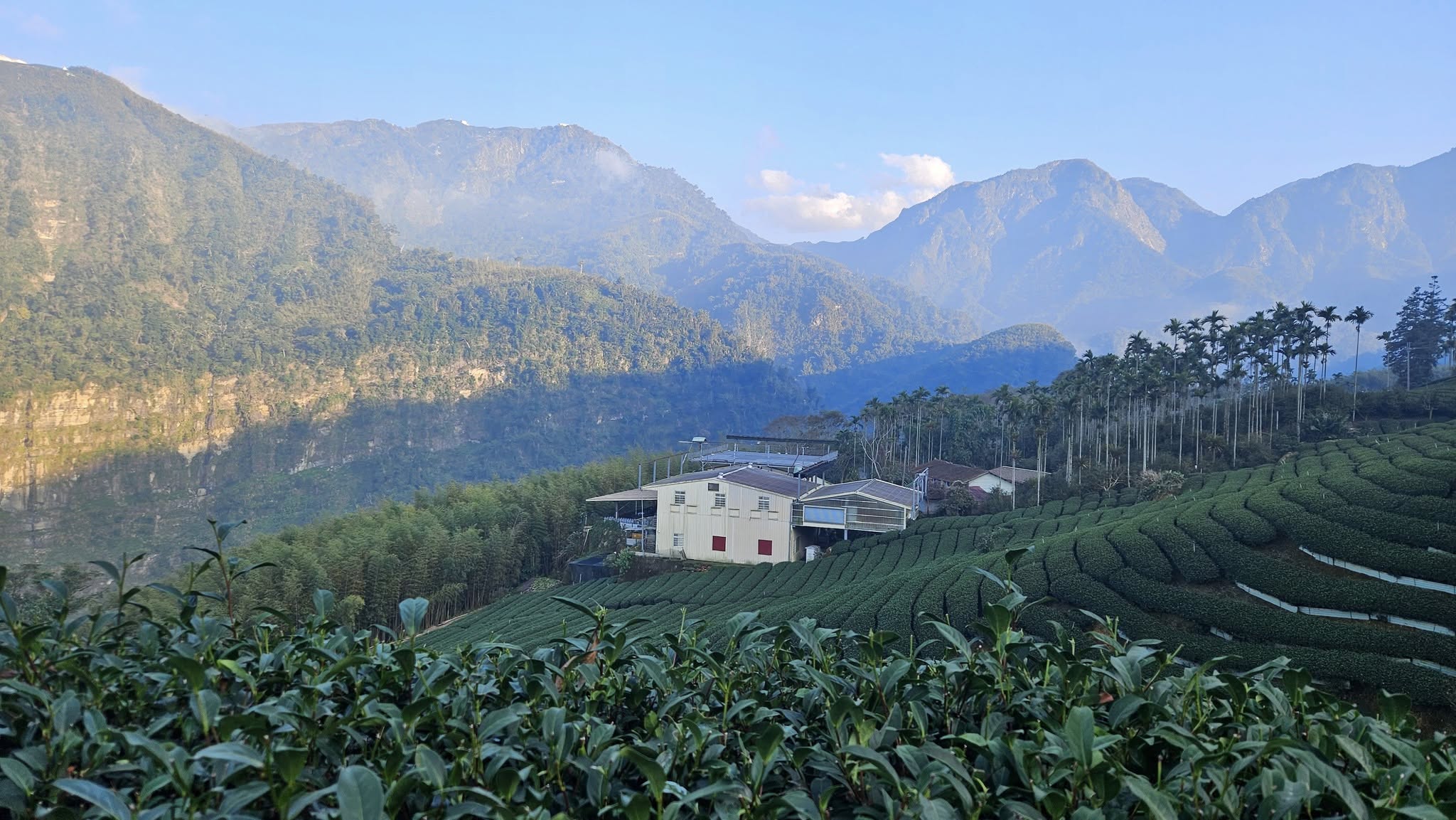 TiỀm NĂng PhÁt TriỂn TrÀ ViỆt