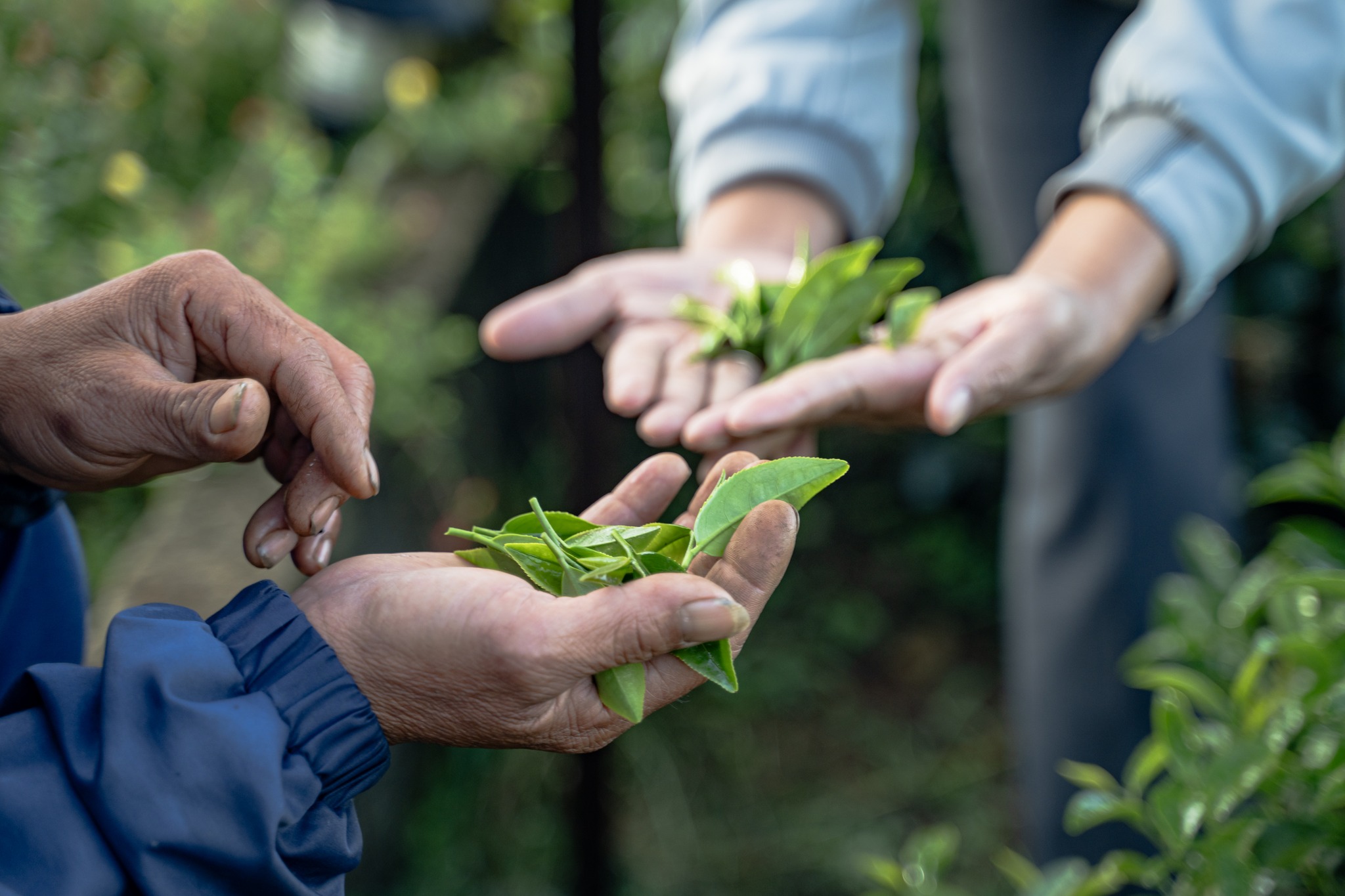 SỰ KiỆn TrÀ ĐÀm #2: TrÀ Cao SƠn – TƯƠng Lai MỚi CỦa TrÀ ViỆt