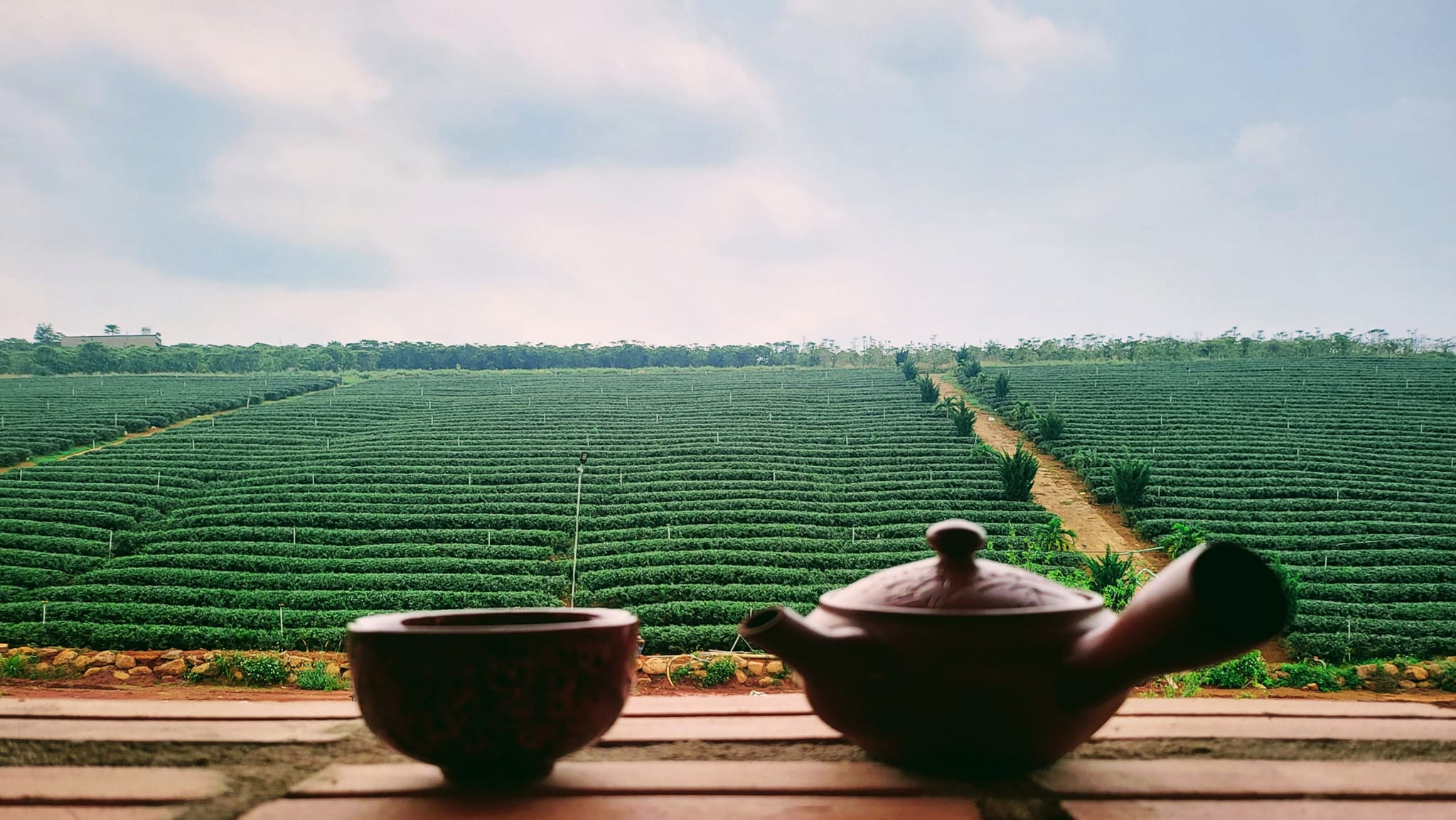 KỸ ThuẬt SẢn XuẤt TrÀ HỮu CƠ