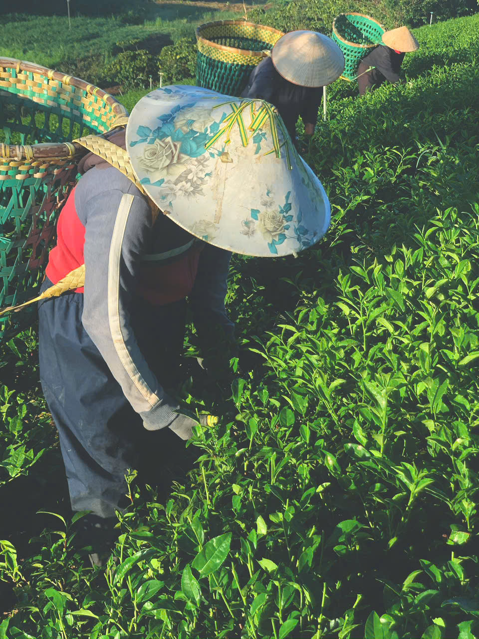 Giải Pháp Nào Cho Cây Trà Mùa Khô?