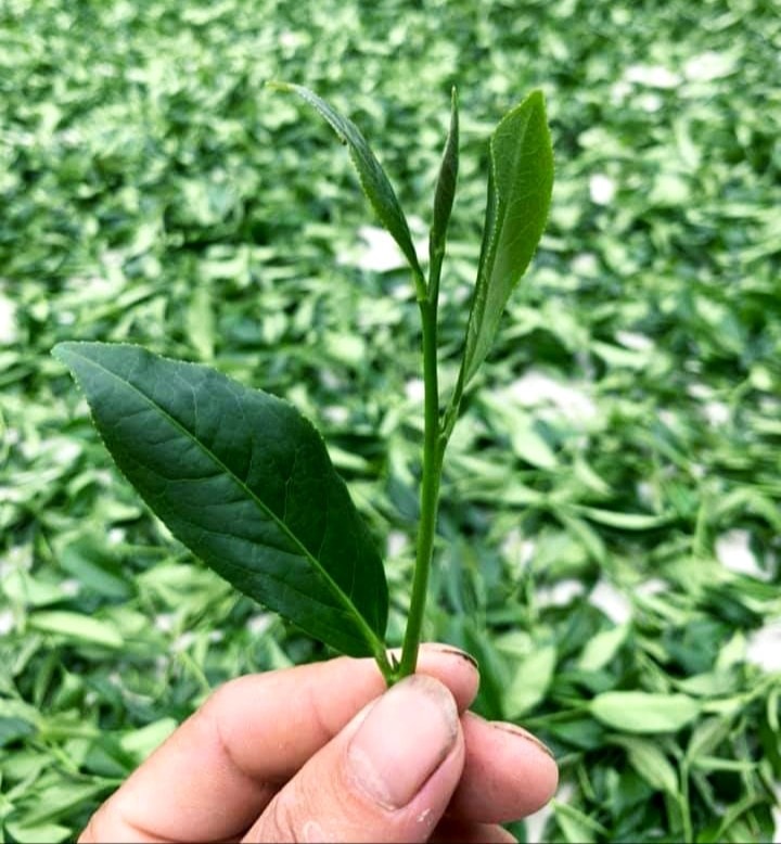 Bỏ Phố Về Vườn Làm Trà Hữu Cơ